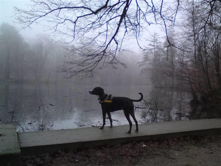 Blanding af racer Laiko - En eftermiddag ved fantasisøen billede 2