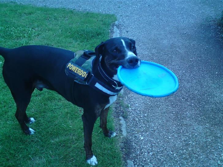 Blanding af racer Laiko - Laiko med hans Elskede Frisbee billede 3