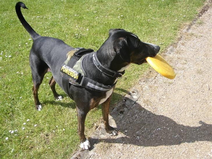 Blanding af racer Laiko billede 4