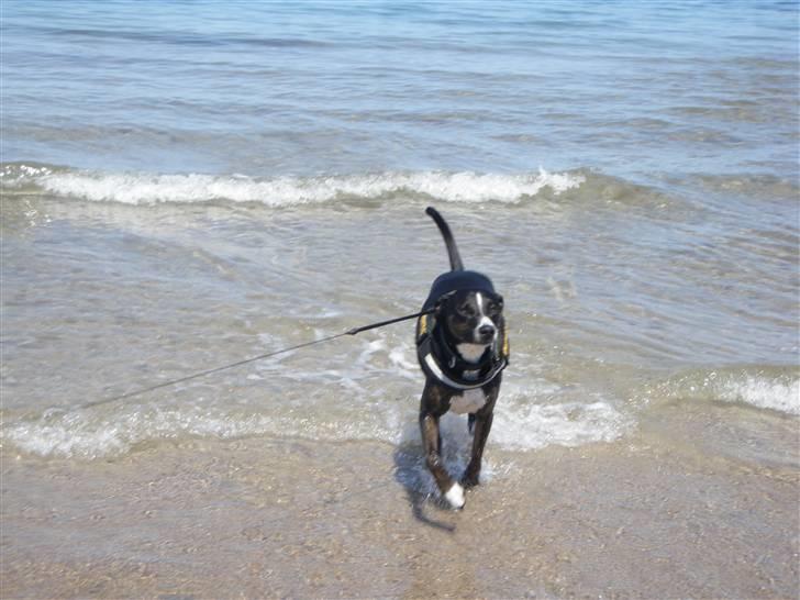 Blanding af racer Laiko - Laiko elsker vand.. Badning er bare det bedste billede 5