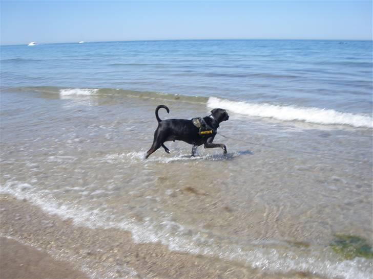 Blanding af racer Laiko billede 7