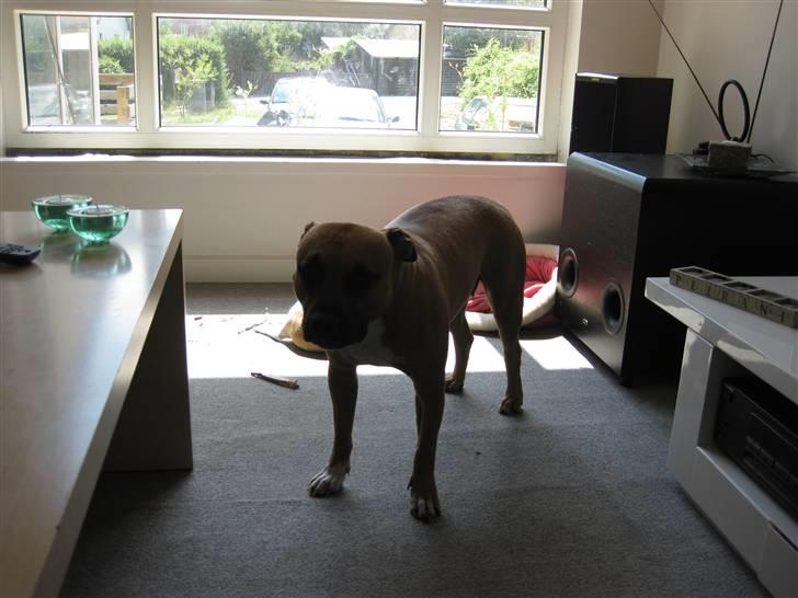 Amerikansk staffordshire terrier Zindy billede 7