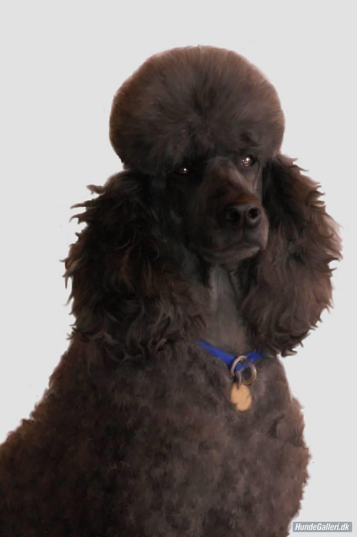 Storpuddel Sonny - Lavet af : Ceteris Paribus - nye billeder . billede 16