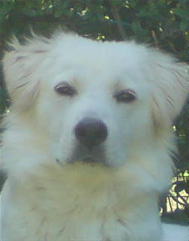 Blanding af racer Tarzan - Tarzan ude i haven, sommer08 billede 1