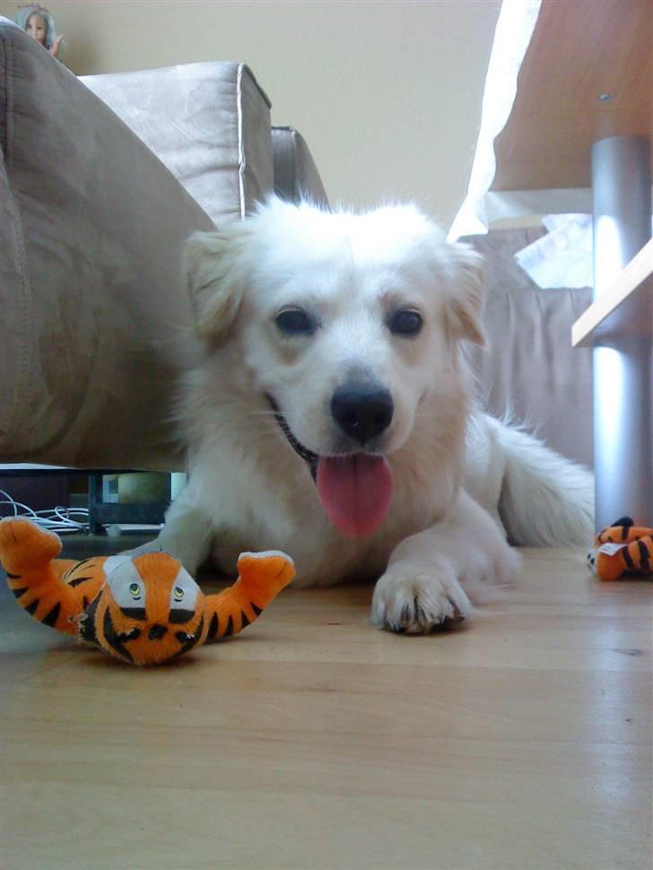 Blanding af racer Tarzan - Tarzan har her lige fået en hel pose med bamse, så er han glad. billede 2