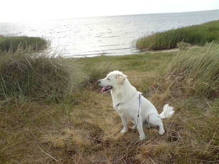 Blanding af racer Tarzan - Tarzan ude på stranden da vi var på ferie, han nød at løbe rundt på stranden. sommeren08 billede 3