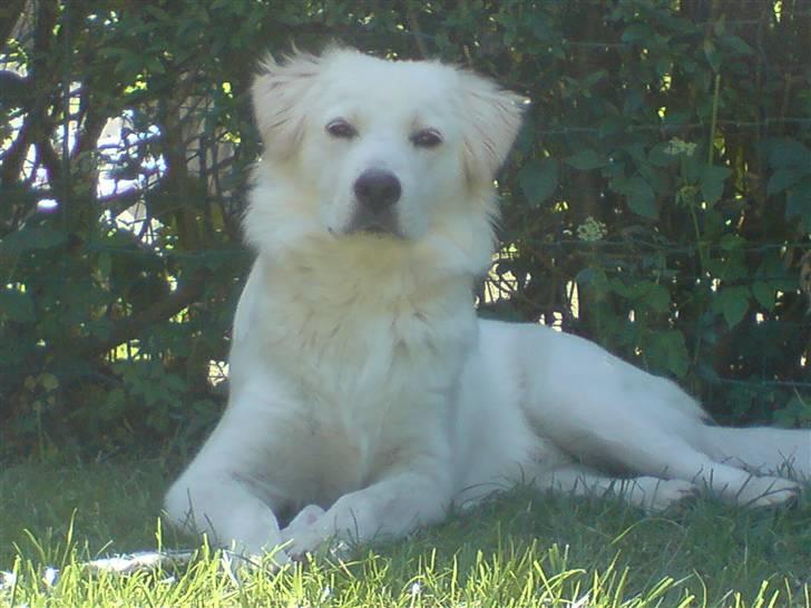 Blanding af racer Tarzan - Tarzan ude i haven sommeren 08 billede 4