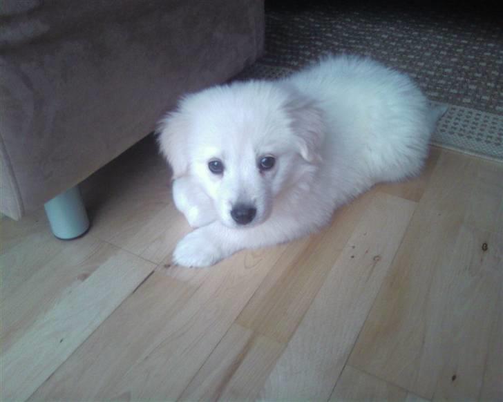 Blanding af racer Tarzan - Tarzan, da han ikke var så gammel.  billede 5