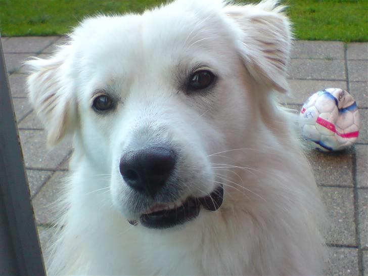 Blanding af racer Tarzan - Tarzan har fået øje på en godbid, så er det bare med at sitte pænt. billede 6