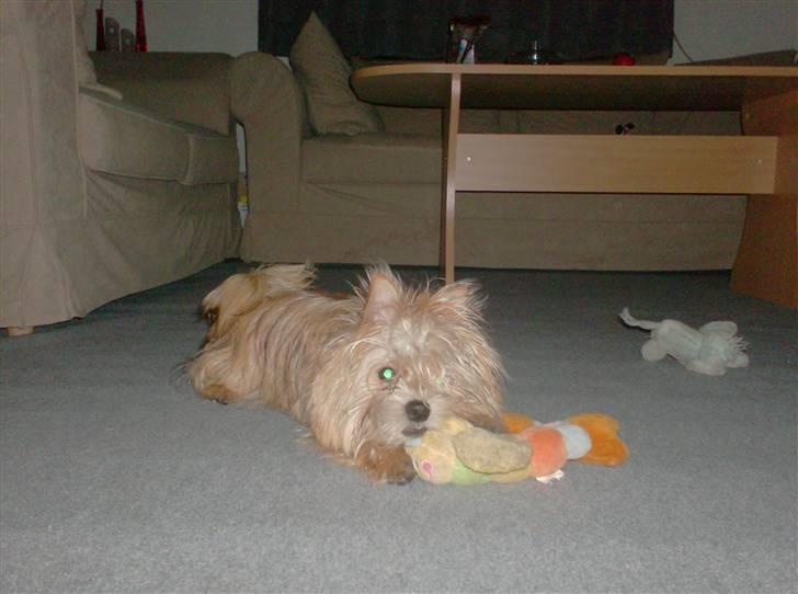 Blanding af racer Freddy - Foråret 2009... billede 14