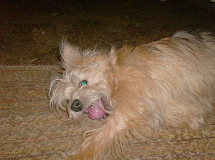 Blanding af racer Freddy - Træt Freddy-hund billede 15