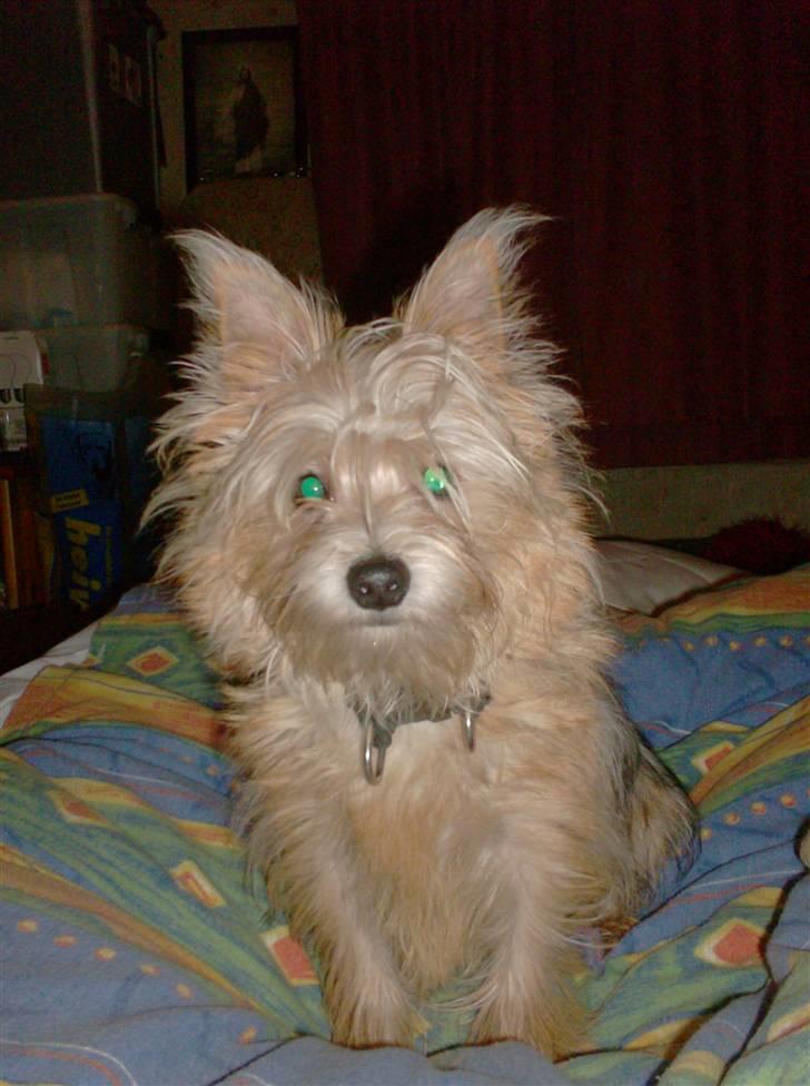 Blanding af racer Freddy - Er jeg ikke fræk? billede 16