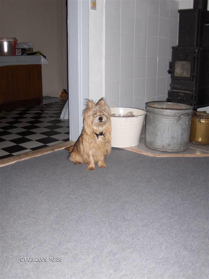 Blanding af racer Freddy - Mon det her giver en godbid? billede 17