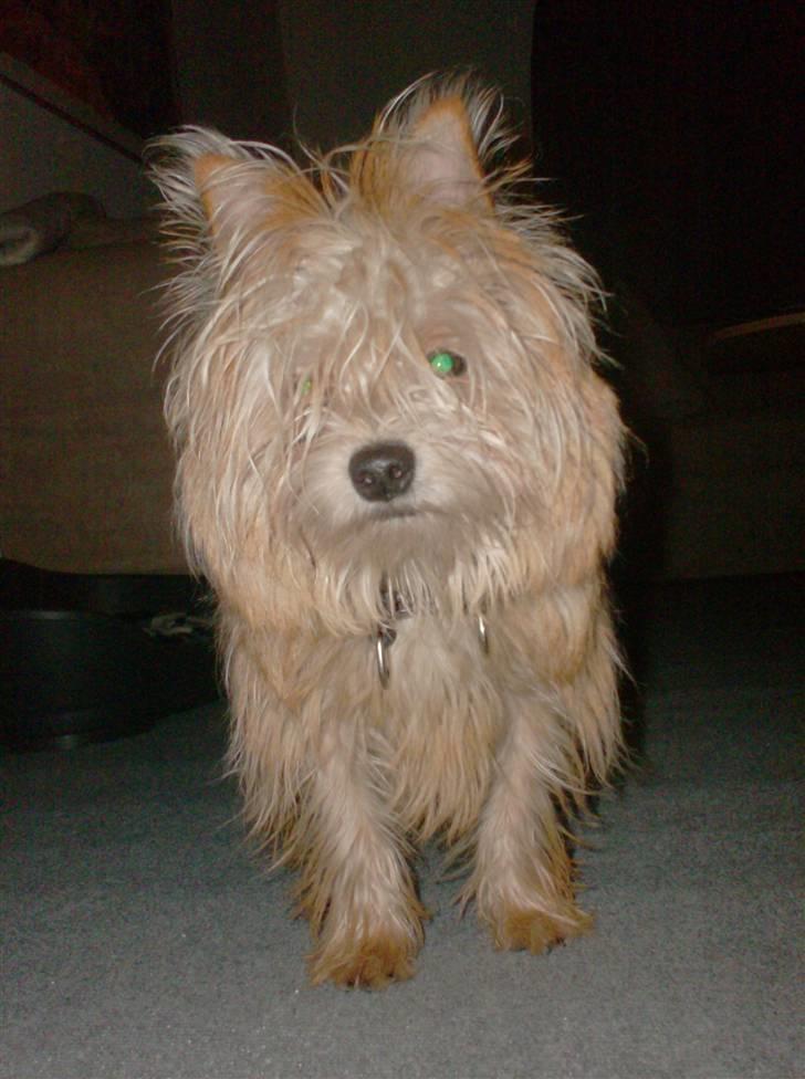 Blanding af racer Freddy - Hej, hvad laver du? billede 19