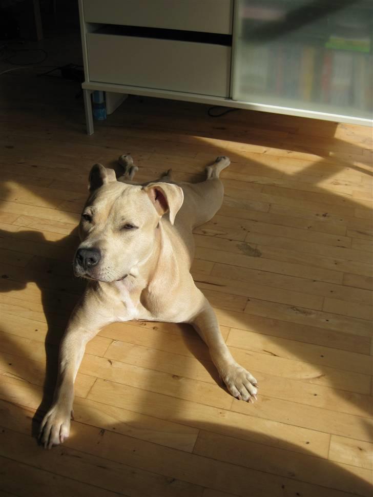 Amerikansk staffordshire terrier Smækker lækker Shanti * - Jeg flader lige ud :D billede 13