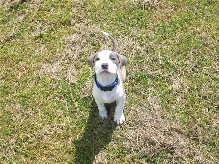 Amerikansk staffordshire terrier Ticon billede 19