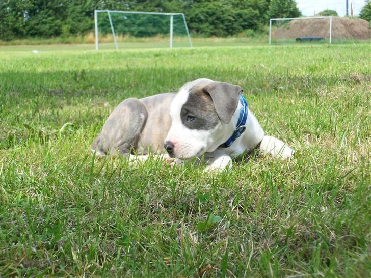 Amerikansk staffordshire terrier Ticon billede 20