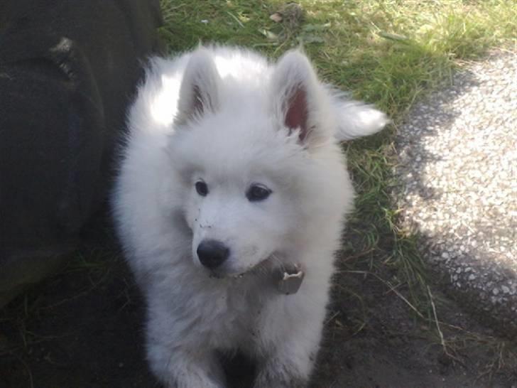 Samojedhund Samson - samson 14 uger billede 6