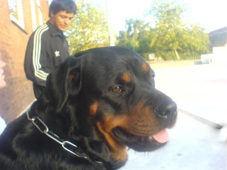 Rottweiler Chica billede 17