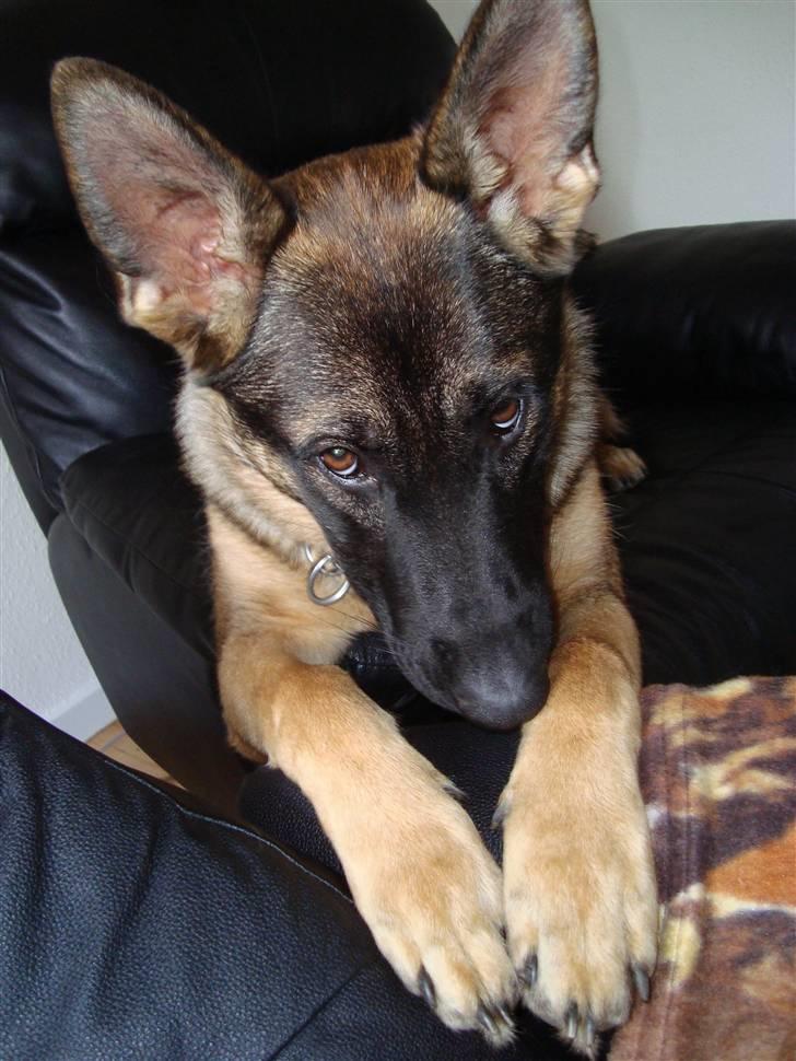 Schæferhund Freja - gået bort - billede 6