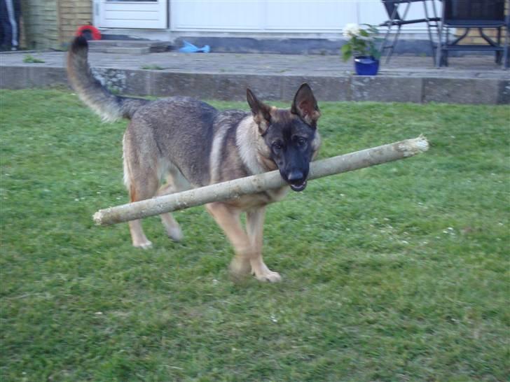 Schæferhund Freja - gået bort - billede 7
