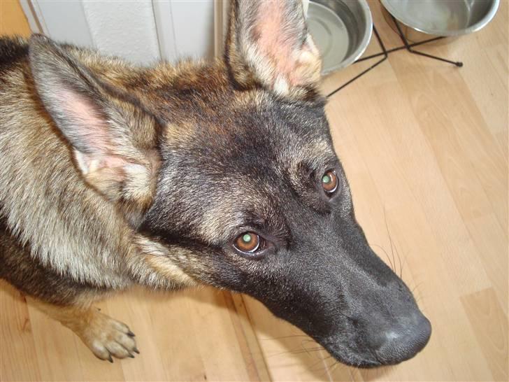 Schæferhund Freja - gået bort - billede 8