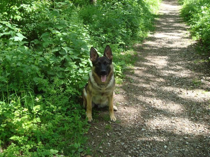 Schæferhund Freja - gået bort - billede 9