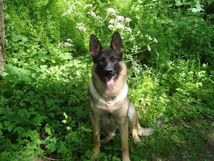 Schæferhund Freja - gået bort - billede 10