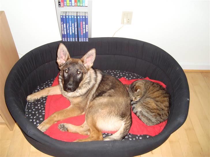 Schæferhund Freja - gået bort - billede 12