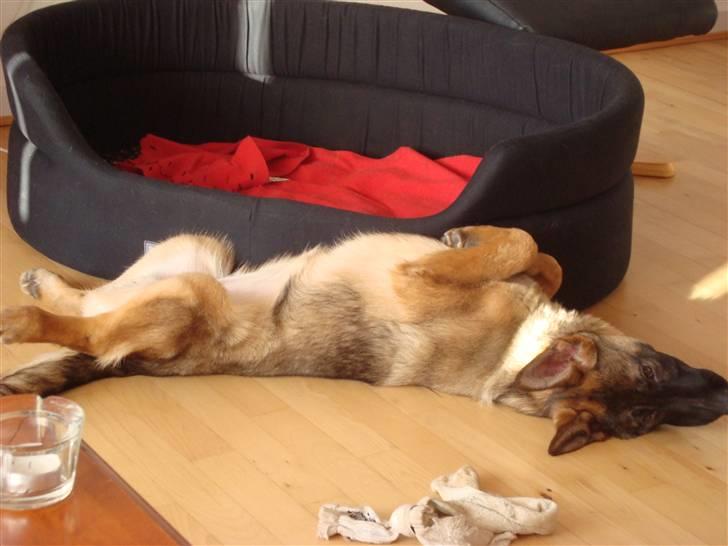 Schæferhund Freja - gået bort - billede 13