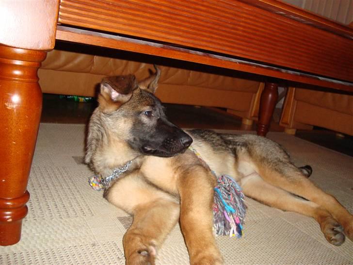 Schæferhund Freja - gået bort - billede 14