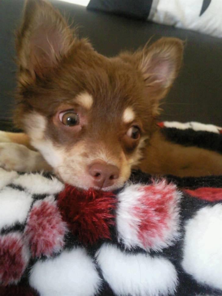 Chihuahua Kashmir billede 1