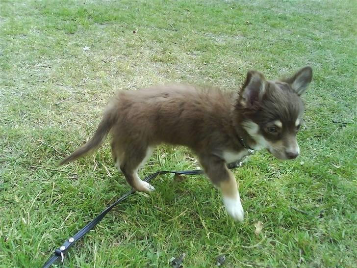 Chihuahua Kashmir billede 2