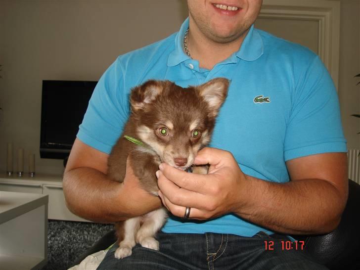 Chihuahua Kashmir billede 3