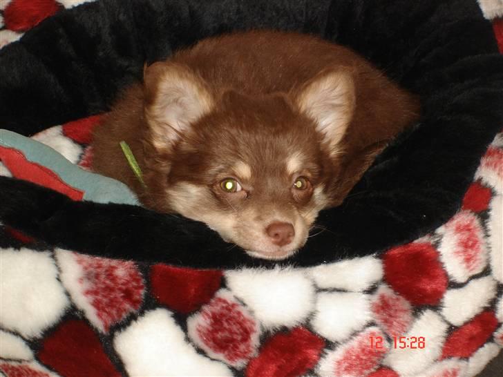 Chihuahua Kashmir billede 4