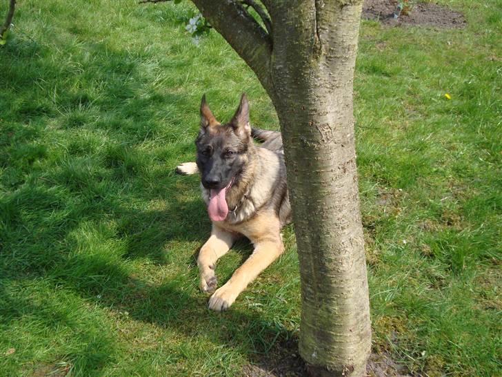 Schæferhund Freja - gået bort - billede 19