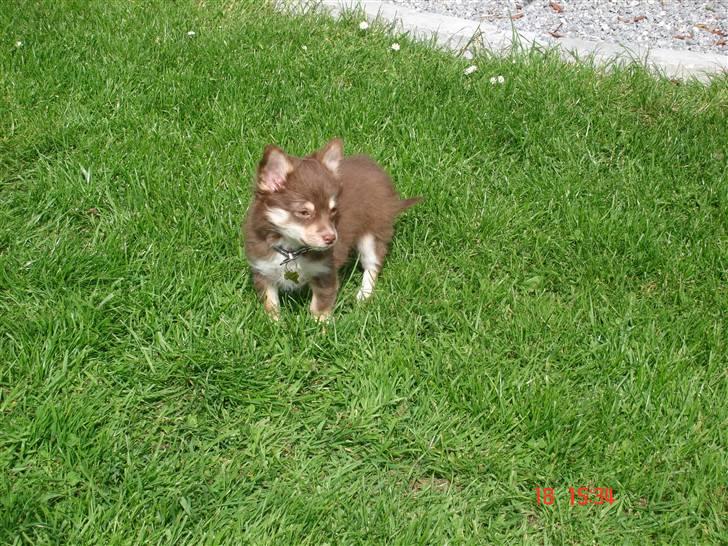 Chihuahua Kashmir billede 5