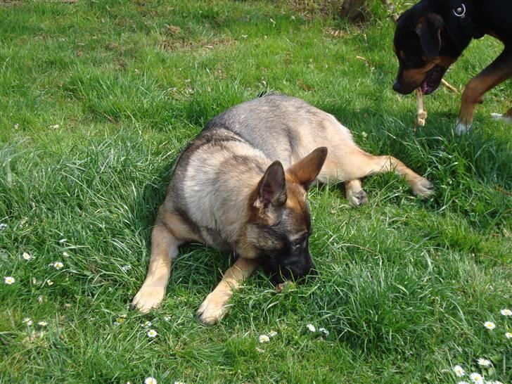 Schæferhund Freja - gået bort - billede 20
