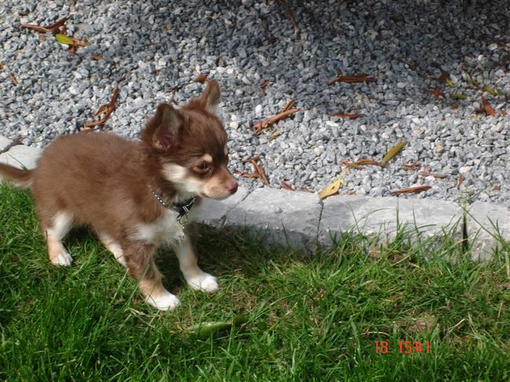 Chihuahua Kashmir billede 6