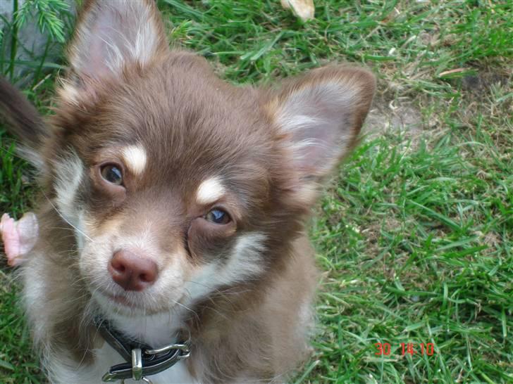 Chihuahua Kashmir billede 7