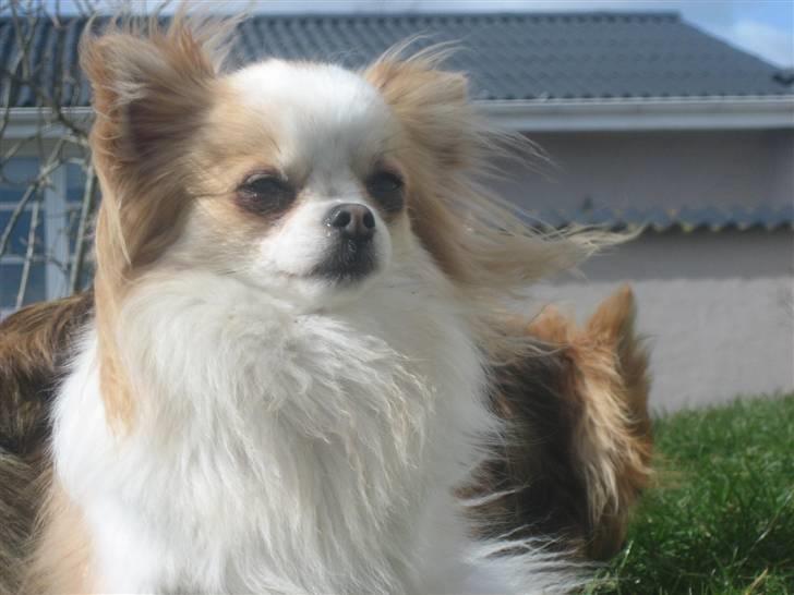 Chihuahua Marco billede 1