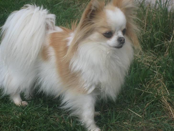 Chihuahua Marco billede 2