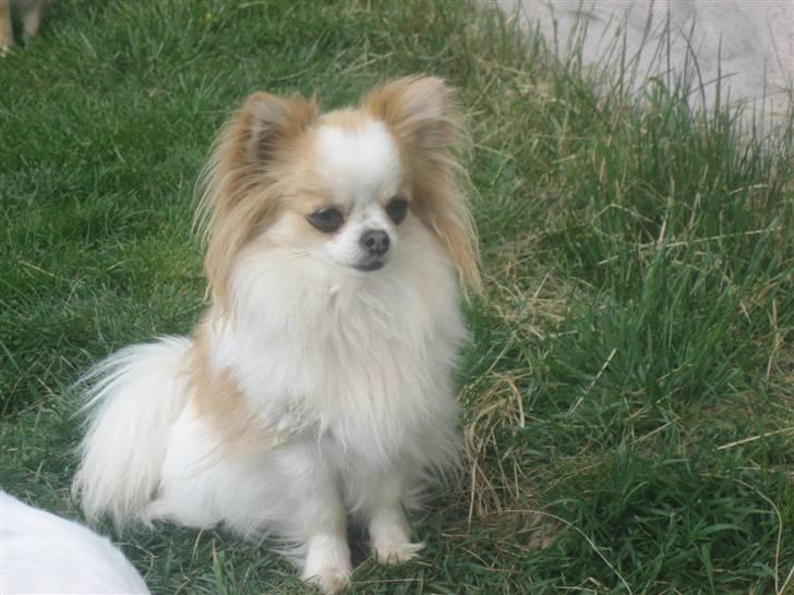 Chihuahua Marco billede 3