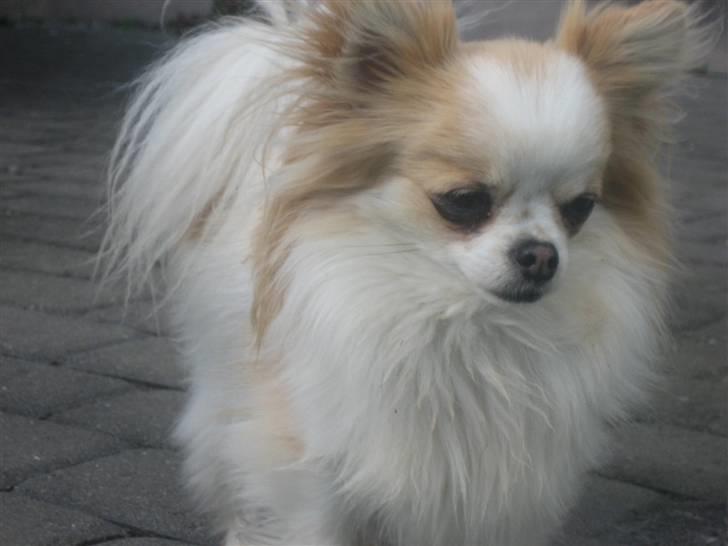 Chihuahua Marco billede 4