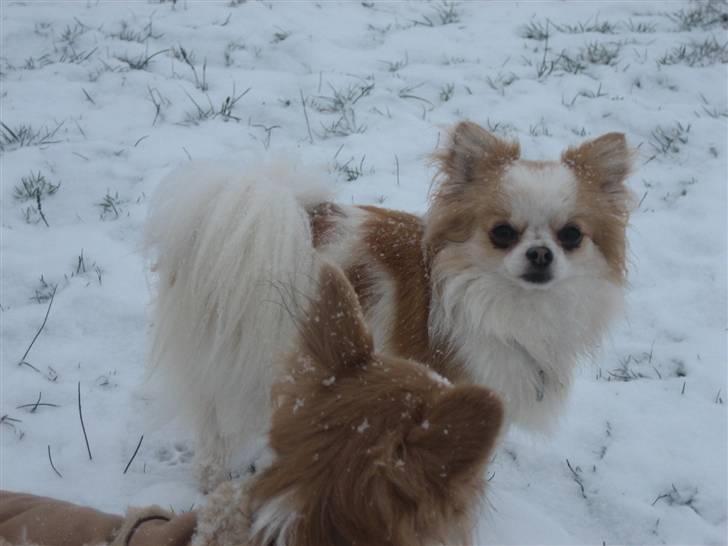 Chihuahua Marco billede 5