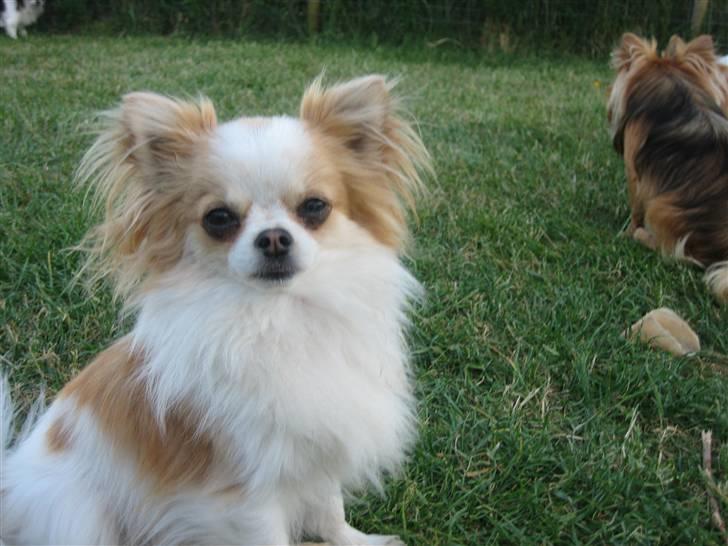 Chihuahua Marco billede 6