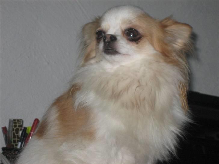 Chihuahua Marco billede 7