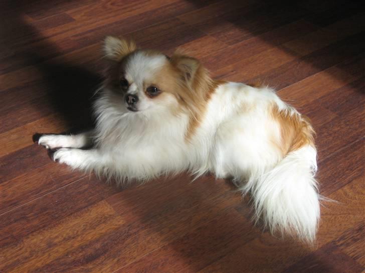 Chihuahua Marco billede 8