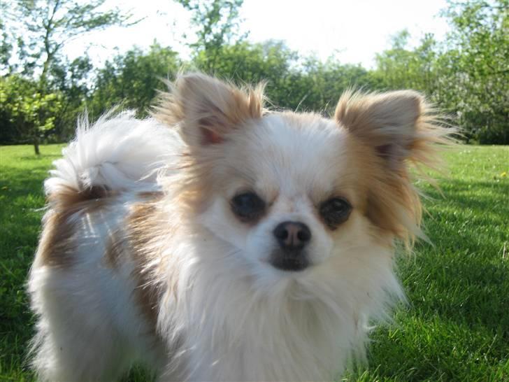 Chihuahua Marco billede 9