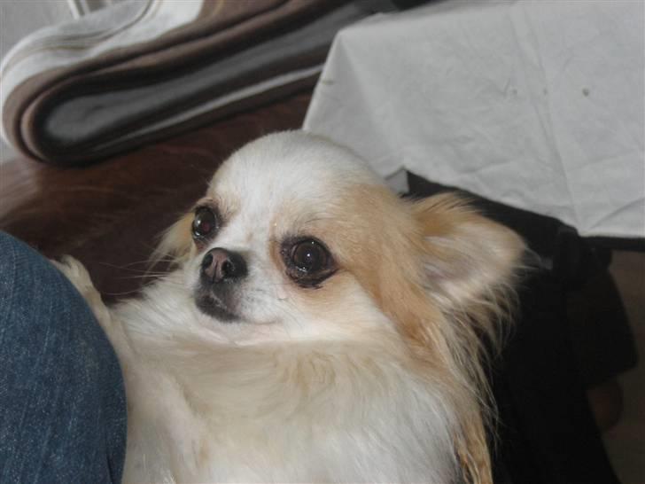 Chihuahua Marco billede 10